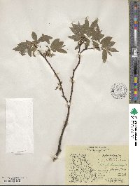 Salix bebbiana image