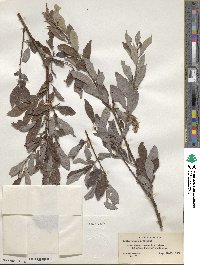 Salix bebbiana image