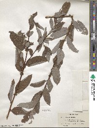 Salix bebbiana image