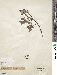 Salix bebbiana image