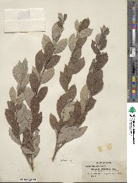 Salix bebbiana image