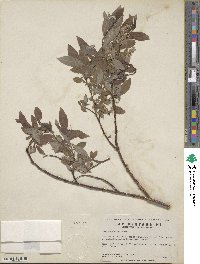 Salix bebbiana image