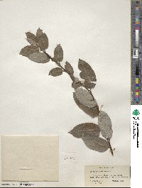 Salix bebbiana image