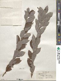 Salix bebbiana image