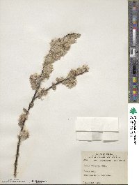 Salix bebbiana image