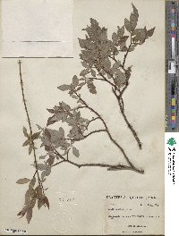 Salix bebbiana image