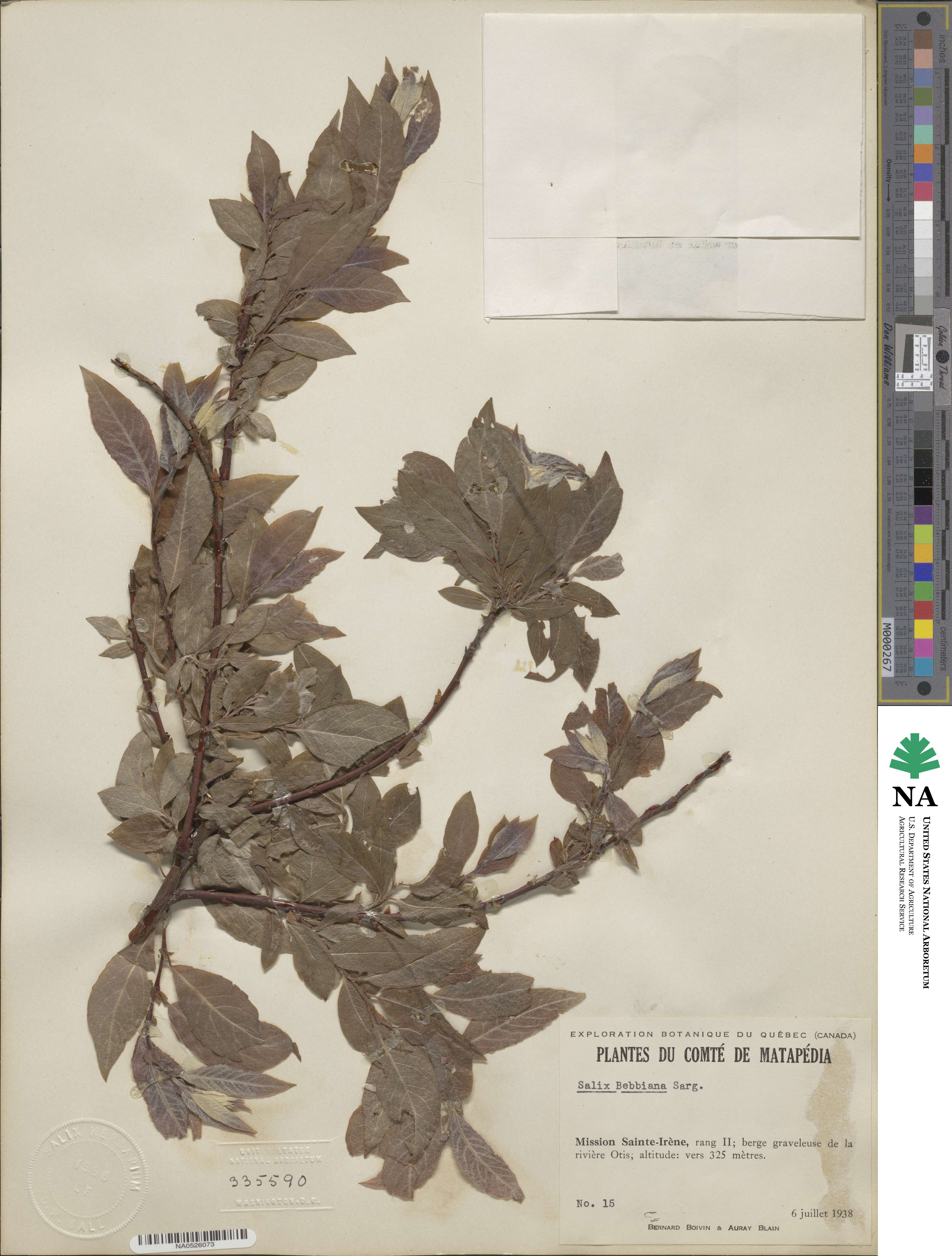 Salix bebbiana image