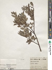 Salix bebbiana image