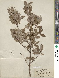 Salix bebbiana image