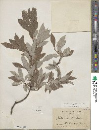 Salix bebbiana image