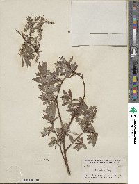 Salix bebbiana image