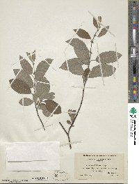 Salix bebbiana image