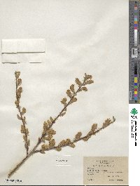 Salix bebbiana image