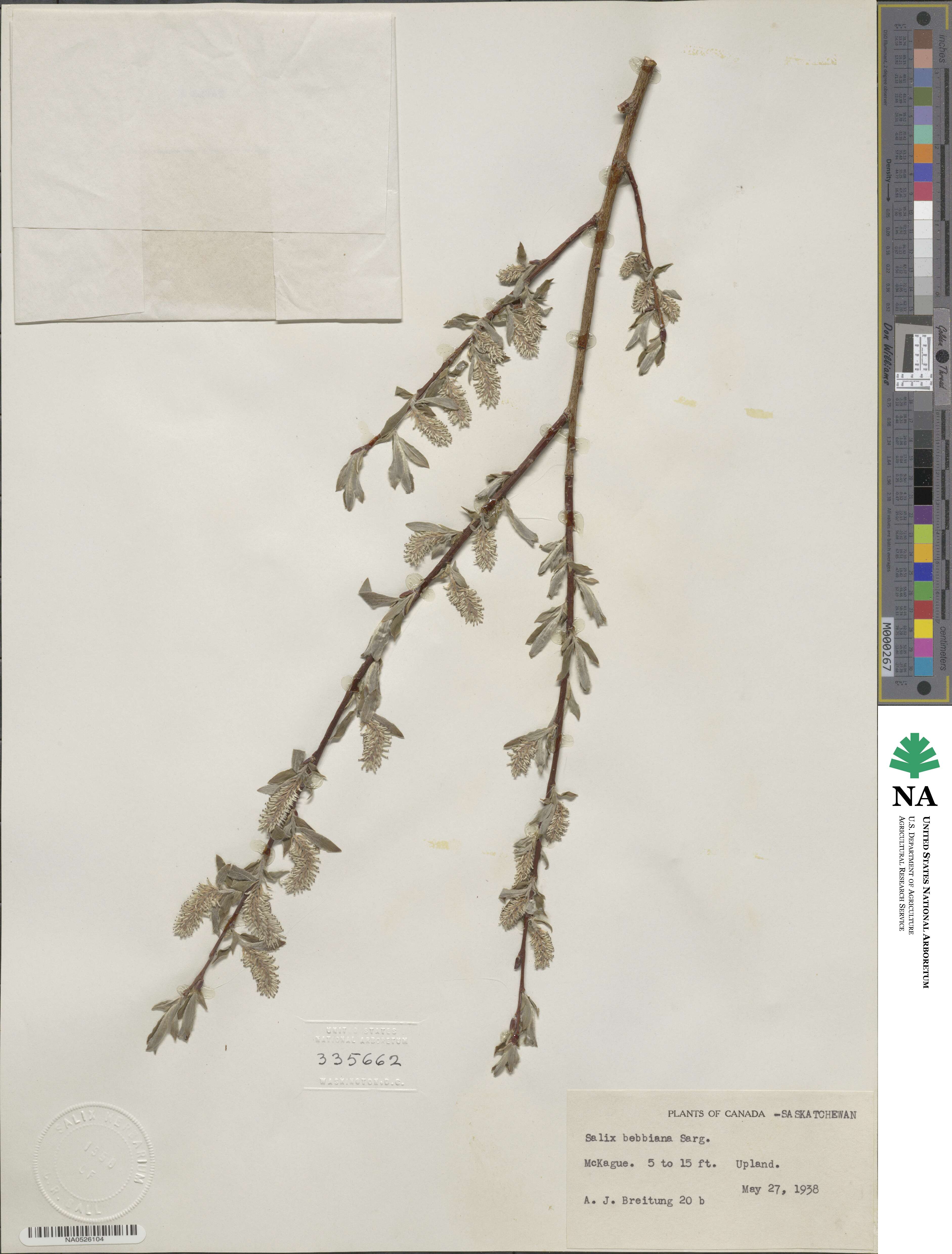 Salix bebbiana image