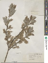 Salix bebbiana image