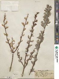 Salix bebbiana image