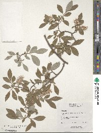 Salix bebbiana image