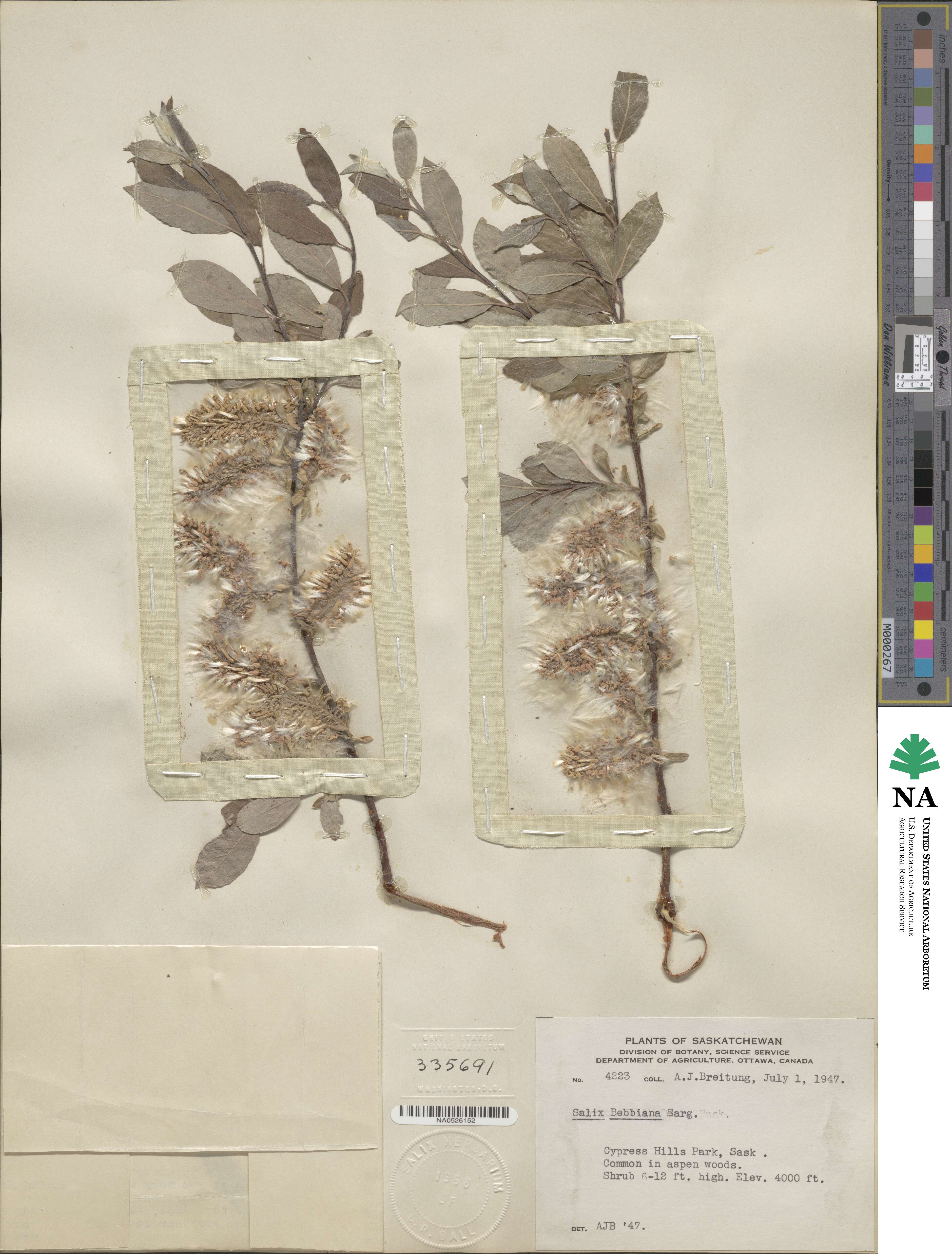 Salix bebbiana image