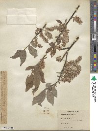 Salix bebbiana image