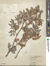 Salix bebbiana image