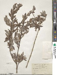 Salix bebbiana image