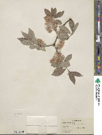 Salix bebbiana image