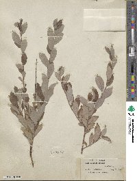Salix bebbiana image