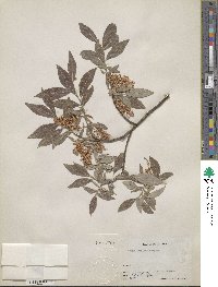 Salix bebbiana image