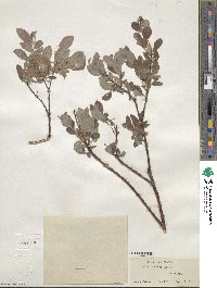 Salix bebbiana image