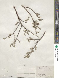 Salix bebbiana image
