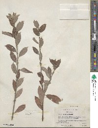 Salix bebbiana image
