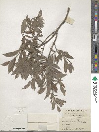 Salix bebbiana image