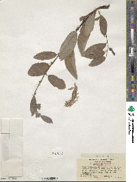 Salix bebbiana image