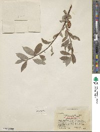 Salix bebbiana image