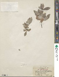 Salix bebbiana image