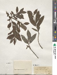 Salix bebbiana image