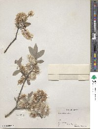 Salix bebbiana image
