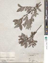 Salix bebbiana image