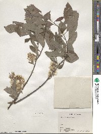 Salix bebbiana image