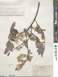 Salix bebbiana image