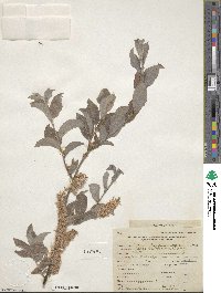 Salix bebbiana image