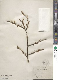 Salix bebbiana image