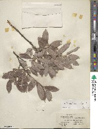 Salix bebbiana image