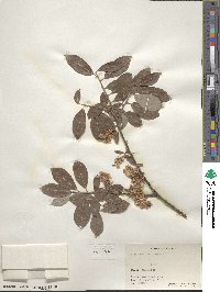 Salix bebbiana image
