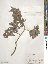 Salix bebbiana image