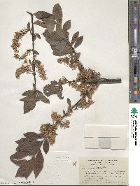 Salix bebbiana image