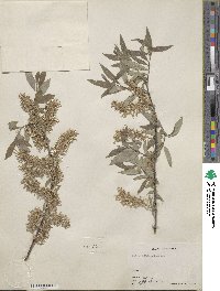 Salix bebbiana image
