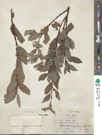 Salix bebbiana image