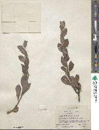 Salix bebbiana image