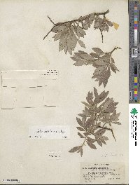 Salix bebbiana image